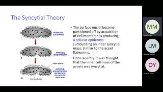 Bio 112 Evolution of Metazoa Part 2 Syncytial Theory and Colonial Theory [upl. by Mack]