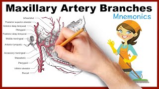 Maxillary Artery Branches Mnemonics [upl. by Eioj]