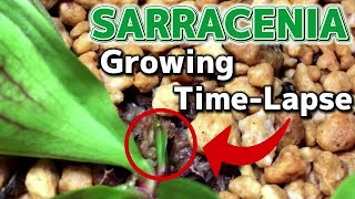 Sarracenia Purpurea Growing Time Lapse [upl. by Muldon723]