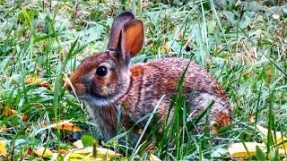 Eastern Cottontail Rabbit [upl. by Ahearn489]