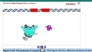 Central Dogma  Transcription [upl. by Packston]