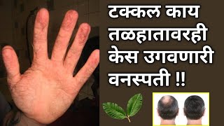 केस गळती झीरो झालीपांढरे केस काळे Effective Tips to Reduce Hair Loss amp Reverse Gray Hair Naturally [upl. by Aizti]