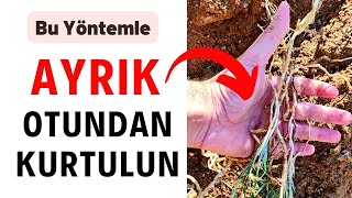 Bu yöntemle ayrık otundan tamamen kurtulabilirsiniz [upl. by Bailie]