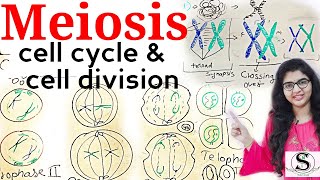 Meiosis  Cell division  Cell cycle  Meiosis Cell division in Hindi  Meiotic division [upl. by Nnael245]