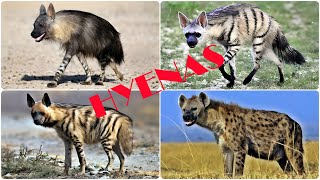 All Extant Hyena Species [upl. by Sidnee420]