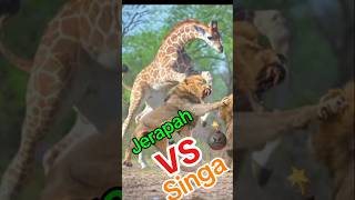 Giraffe vs lionliongiraffeanimalsshortvideoshortsshortshortsfeedyoutubeshortfunnyactionyt [upl. by Milton]