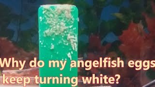 Why do my angelfish eggs keep turning white [upl. by Jobyna]