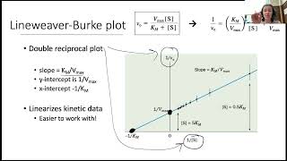 Enzyme Kinetics II 3 [upl. by Loferski40]