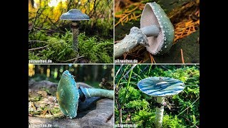 Grünspanträuschlinge 2017 Stropharia aeruginosa Blue Roundhead  Mushrooms 2017  Pilze 2017 [upl. by Zeugirdor262]