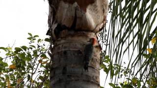 Woodpecker pecking tree [upl. by Ynamad]