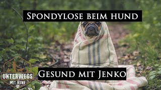 Spondylosen beim Hund  Wie erkenne ich die und was muss ich beachten  Gesund mit Jenko [upl. by Niko]