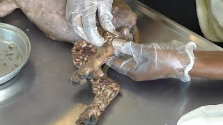 Help Dog Remove maggot from dog skin 54 [upl. by Junie771]