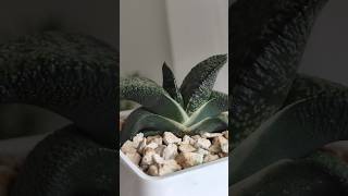 Gasteria Armstrongii Plant Growth shortsvideo succulent [upl. by Latreece]