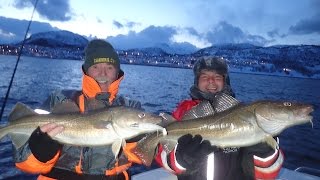 Cod and Halibut fishing at Skjervoy Norway [upl. by Cornela]