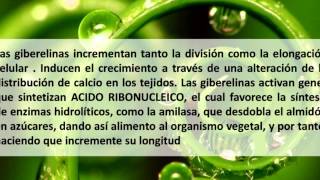 Acciôn de las hormonas Vegetales LAS GIBERELINAS [upl. by Westhead]