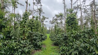 69 🌱👌 8Acre Top condition Robusta coffee amp pepper estate Near national higway 🛣️ [upl. by Eleonore]