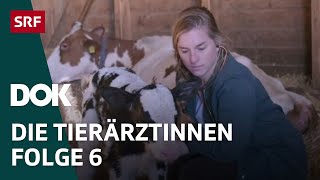 Junge Tierärztinnen und ihr Knochenjob – Erste Schritte im Berufsleben  Folge 6  Doku  SRF Dok [upl. by Thurston352]