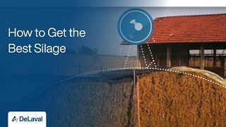 Good Practices for Silage Production  How to Get the Best Silage  DeLaval [upl. by Kevan]