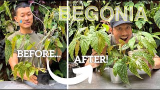 SATISFYING Rescue and Propagation Begonia Maculata wightii  How to get their red backs [upl. by Sille896]