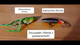 Szczupaki i Klenie na przynęty powierzchniowe  Pięknie zbierały [upl. by Bonnes417]