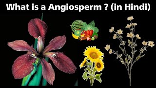 what is a angiosperm  flowering plants  in Hindi [upl. by Nayr922]