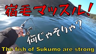 【ダンゴ釣り】宿毛の魚は本気マッスル？！もう笑うしかないW 釣行2日後から全身筋肉痛だぜW [upl. by Guillemette402]