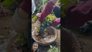 Harvesting and preserving raw vegetables sonlv [upl. by Aleak]