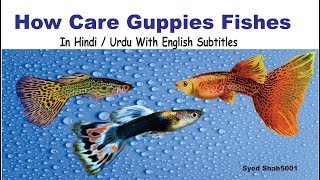 How to care Guppy fish in Hindi Urdu with English sub Guppyfishcare [upl. by Digirb]