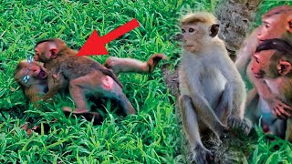 Monkeys bite each other so hard that each of them is injured [upl. by Borer]