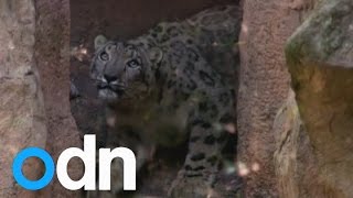 A rare snow leopard makes himself at home at Mexico Zoo [upl. by Halladba958]