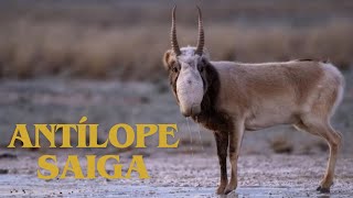 Antílope Saiga  Saiga tatarica [upl. by Marni]