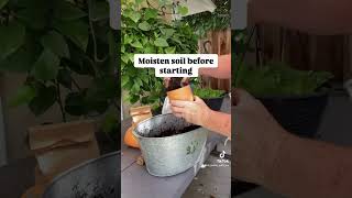 Veltheimia Bracteata Transplanting and planting seeds fyp asmr gardenideas veltheimiabracteata [upl. by Lordan]