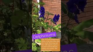 How To ReFlower Delphiniums delphinium flowers beautiful happy relaxing ideas [upl. by Anertal993]