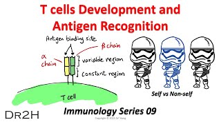 DrHongs Immunology Lecture 09 T cells Development and Antigen Recognition [upl. by Alejandro]