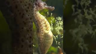 नर जीव जो बच्चे पैदा करता है Male animal that gives birth 3 factsgk shorts viral seahorse [upl. by Pine]