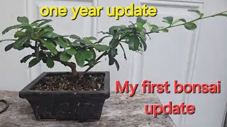 my very first bonsai tree Fukien tea tree [upl. by Aisinoid598]