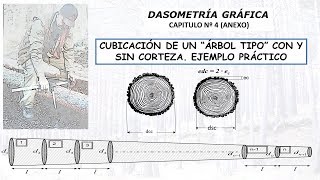 CUBICACIÓN DE UN ÁRBOL TIPO [upl. by Airamana]