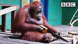 Orangutan saws a tree  Spy in the Wild  BBC [upl. by Misak]