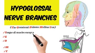 branches of hypoglossal nerve  hypoglossal nerve anatomy [upl. by Gilford]