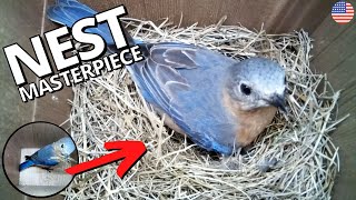 American Bluebird builds nest masterpiece [upl. by Ardnot]