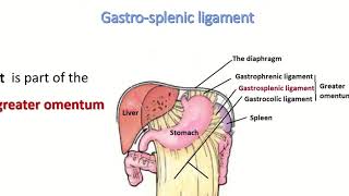 Anatomy of gastrosplenic ligament [upl. by Annua585]