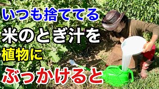 【それ捨てないで】お米のとぎ汁のとんでもない活用法 【カーメン君】【園芸】【ガーデニング】【初心者】 [upl. by Anilah]