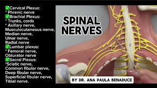 Spinal Nerves Plexus Trunks Cords and Nerves of Upper and Lower Limb  Flat Model [upl. by Harcourt]