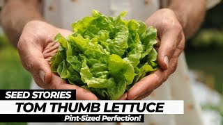 SEED STORIES  Tom Thumb lettuce PintSized Perfection [upl. by Afatsum279]