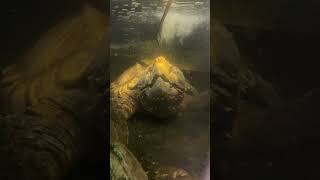 Alligator Snapping Turtle Eats Underwater animals [upl. by Rosena823]