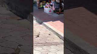 Mockingbird vs snake natural encounter on Santa Cruz Island [upl. by Kirst]