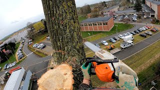 GROS DÉMONTAGE ET ABATTAGE DARBRES IMMENSES  STIHL 261 [upl. by Wyly]