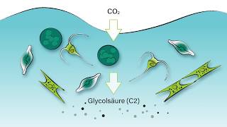 Phytoplankton Der Abbau der Glycolsäure im Ozean [upl. by Cheryl783]