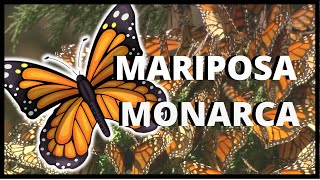 El increíble viaje migratorio de las mariposas monarca [upl. by Mehalick]