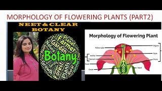 MORPHOLOGY OF FLOWERING PLANTS  STEM PART 2 [upl. by Trojan]